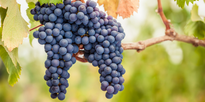 Hallan semillas de 600 años en Francia que confirman origen medieval del Pinot Noir