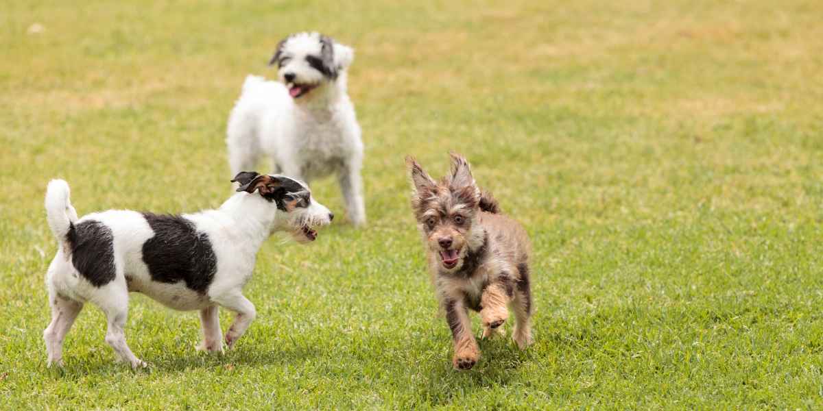 GuauFest debuta en Santiago con festival inédito dedicado al bienestar canino