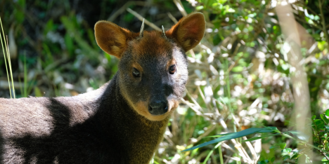 “Live Andes 2.0”: plataforma con IA y ciencia ciudadana para monitorear la fauna en Chile