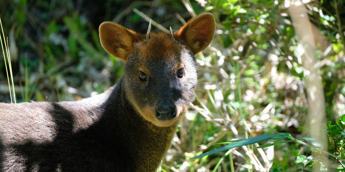 “Live Andes 2.0”: plataforma con IA y ciencia ciudadana para monitorear la fauna en Chile