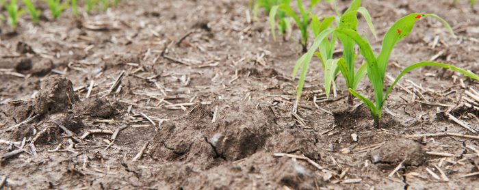 Día Mundial del Agua: Eficiencia hídrica para la competitividad del agro