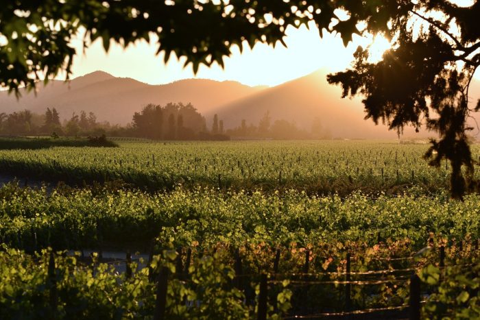 Vivir la vendimia desde dentro: la exclusiva experiencia que invita a cosechar en Pirque