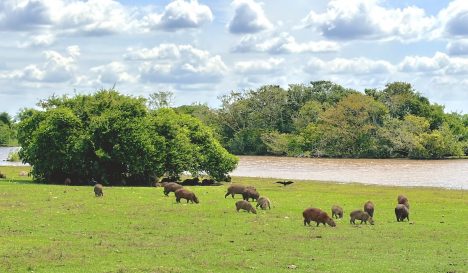 CO2Bio: Soluciones Basadas en la Naturaleza como modelo de conservación y activo estratégico