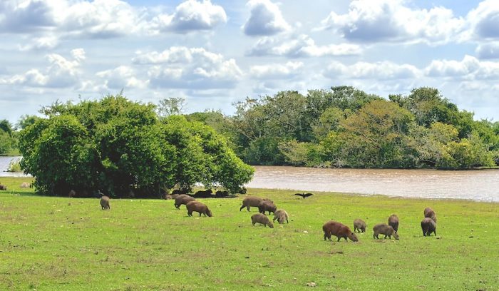 CO2Bio: Soluciones Basadas en la Naturaleza como modelo de conservación y activo estratégico