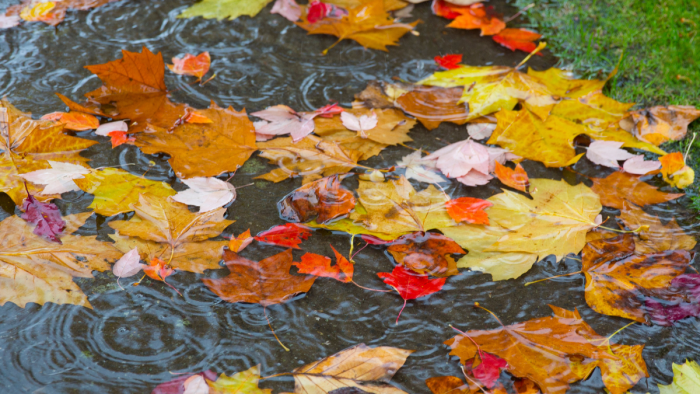 Llega el otoño este mes: revisa cuando inicia la estación y qué pasará con el horario