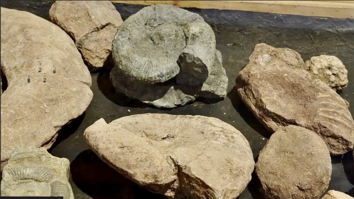 Un antiguo mar repleto de vida cubrió Alto del Carmen hace más de 150 millones de años