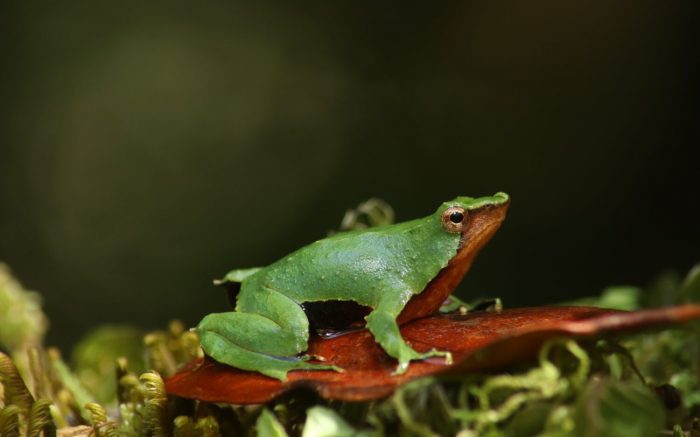 Ranita de Darwin: Contraloría aprueba plan para proteger especie en peligro