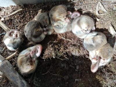 Científicos descubren en la Patagonia chilena la población más austral conocida del monito del monte
