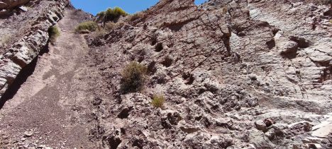 Geólogo Diego Rojo y su hallazgo de un dinosaurio en Pica: "Tiene una relevancia importante"