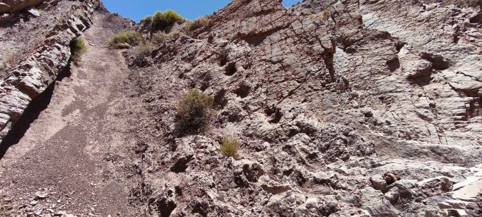 Geólogo Diego Rojo y su hallazgo de un dinosaurio en Pica: "Tiene una relevancia importante"