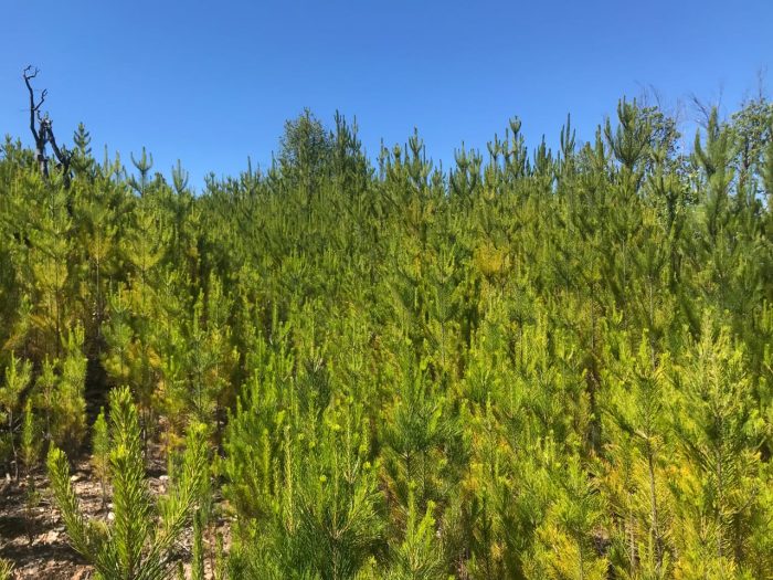 Especies exóticas de rápido crecimiento están cambiando el tipo de bosque que dominará el planeta