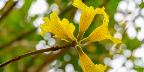 Centroamérica despide su verano con el estallido amarillo y rosa de los guayacanes