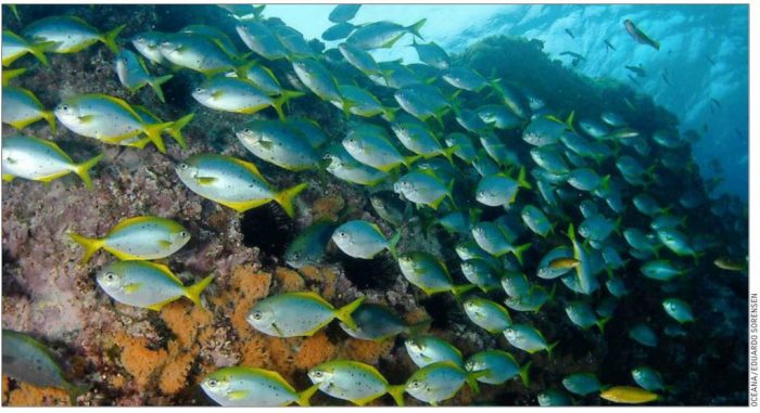 Chile se convierte en el tercer país con mayor superficie oceánica protegida tras firma de decreto