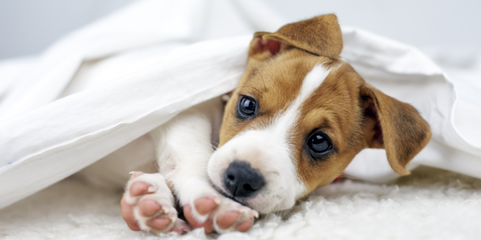 Día Mundial de los Cachorros: claves para su cuidado, prevención y salud en sus primeros meses