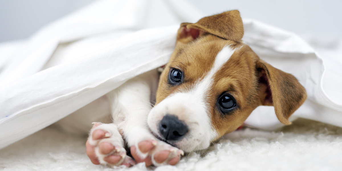 Día Mundial de los Cachorros: claves para su cuidado, prevención y salud en sus primeros meses