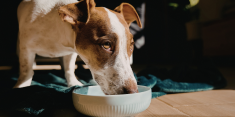 Altas temperaturas: claves para mantener hidratadas a las mascotas