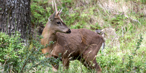 Aysén impulsa campaña para proteger al huemul de atropellos en zonas protegidas