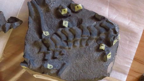 Descubren la primera especie de plesiosaurio Jurásico hallada en el país