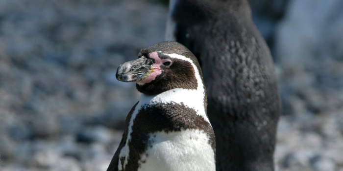 Retiran decreto que buscaba declarar Monumento Natural al pingüino de Humboldt