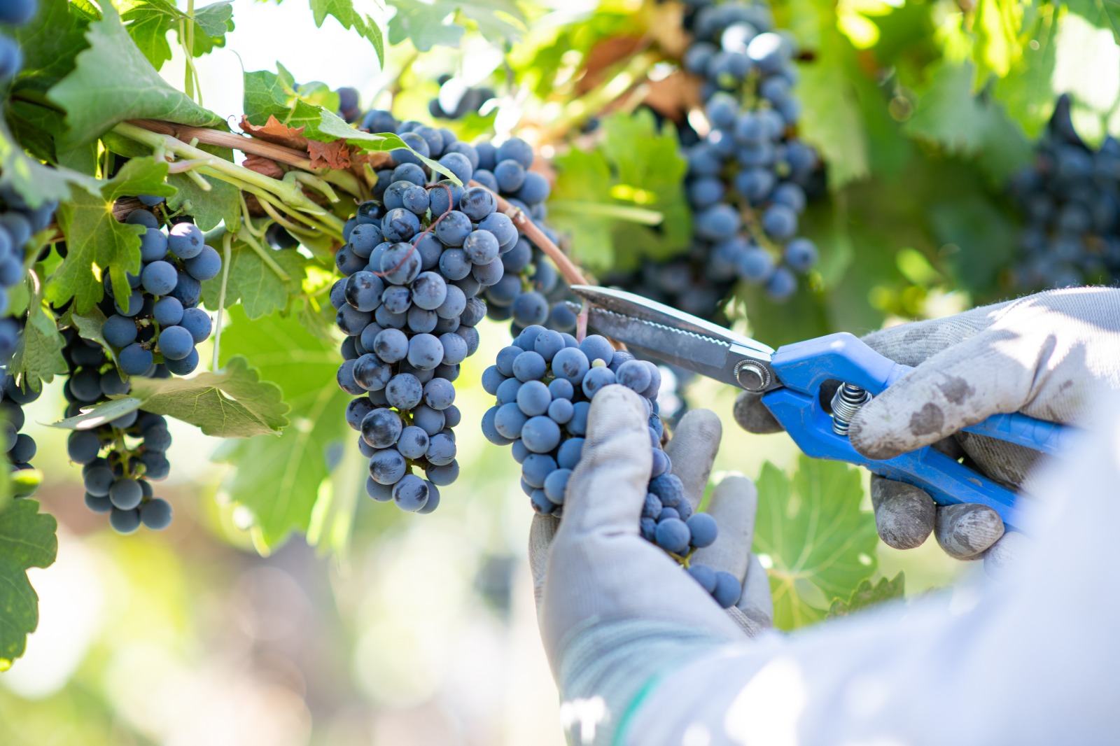 Experiencia de vendimia invita a cosechar uvas y recorrer bodegas históricas