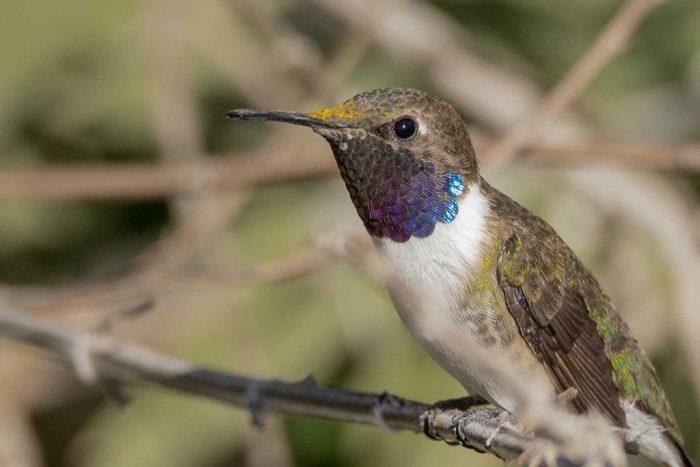 Alertan pérdida de hábitat del picaflor de Arica por expansión de monocultivos en valles del norte
