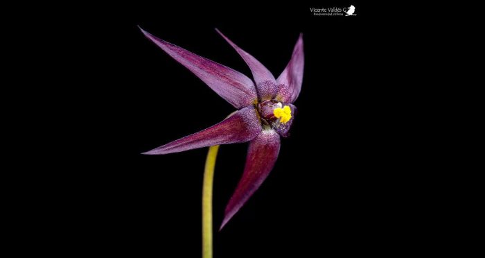 Descubren cuatro nuevas especies de plantas amenazadas en la zona central