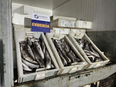 La merluza austral ilegal que cruza Los Ríos