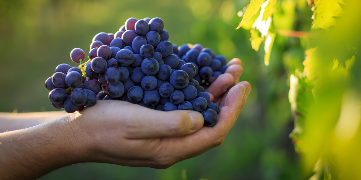 Colchagua lidera la sustentabilidad del vino en Chile con certificación clave para la industria