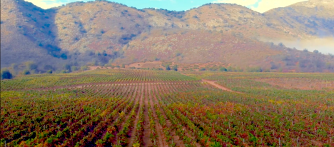 Fiesta de la Vendimia de Casablanca: uno de los eventos con mayor reconocimiento de Valparaíso