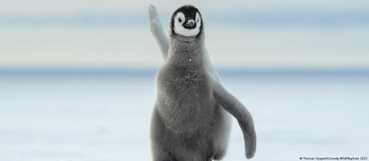 El pingüino emperador es oficialmente una especie amenazada
