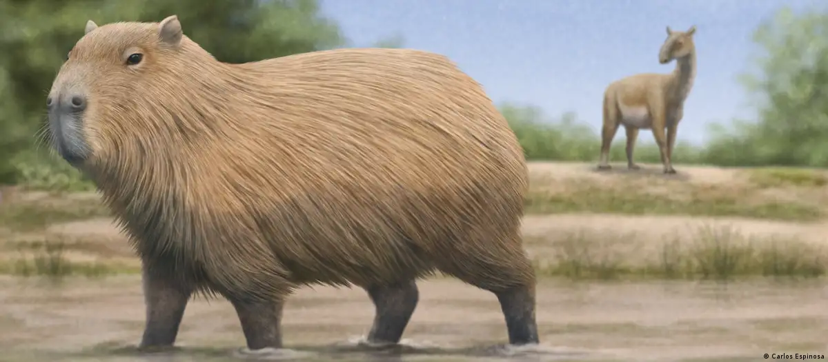 Fósil confirma que el adorable capibara sí habitó en Chile