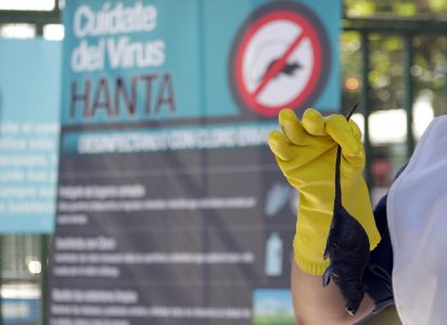 Mujer muere por hantavirus en región de Ñuble tras contagiarse recolectando moras