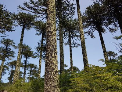 Líquenes del sur de Chile: investigación explora su rol en la propagación de incendios forestales