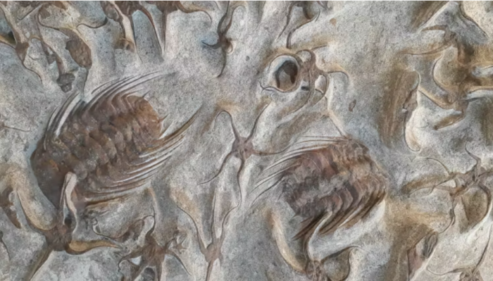 Enfermedades del pasado: trilobites heridos, dinosaurios cojos y otros males prehistóricos