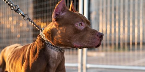 Cuando la seguridad depende de un animal