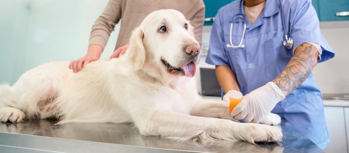 Día Mundial de la Medicina Veterinaria: el rol en salud pública, alimentos seguros y sostenibilidad