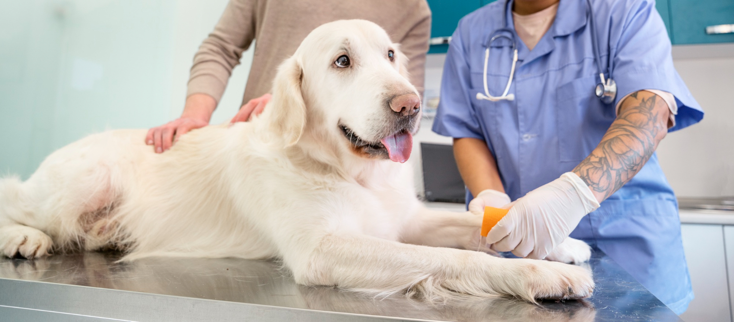 Día Mundial de la Medicina Veterinaria: el rol en salud pública, alimentos seguros y sostenibilidad