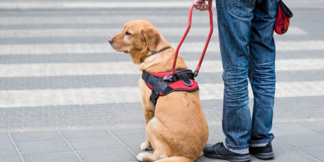 Día del Perro Guía: la extensa formación y escasez en Chile que dificultan su acceso