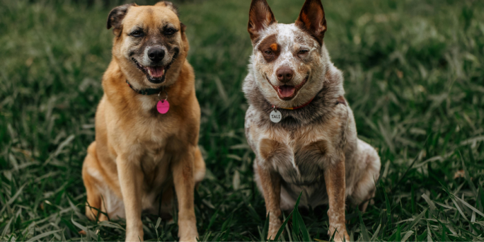 Estudio revela que cerebro de los perros se redujo hasta un 46% en un cambio abrupto hace 5.000 años