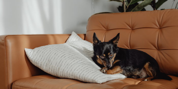 Microplásticos en casa y el riesgo para las mascotas