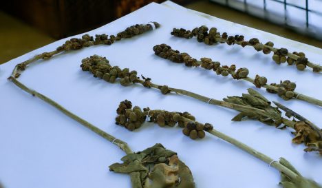 Programa busca convertir información de especies y ecosistemas en herramienta para tomar decisiones