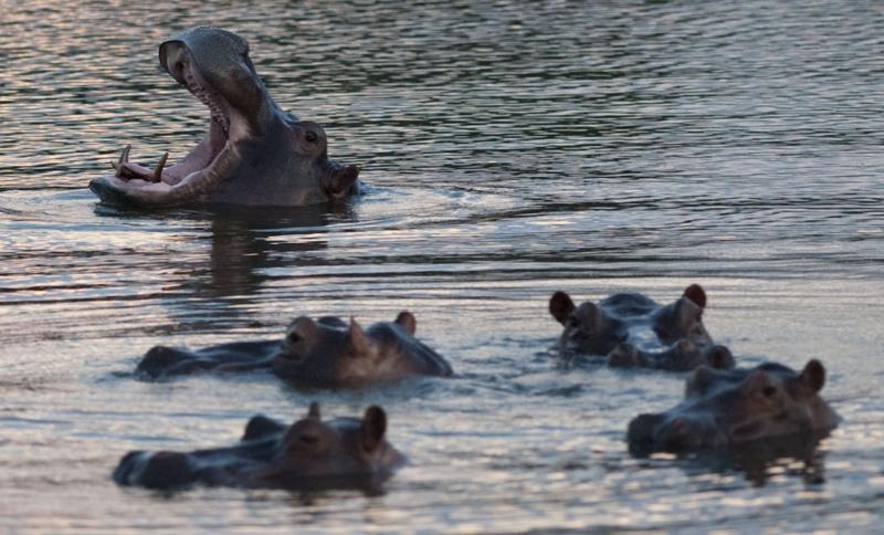 Hipopótamos Hacienda Napolés