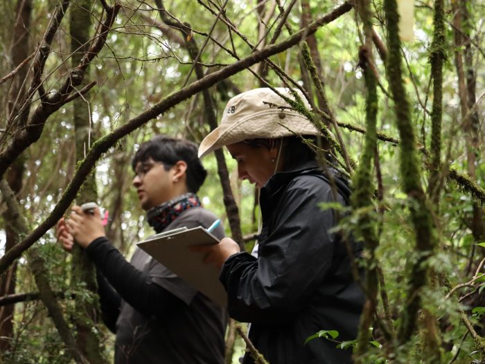 Estudio siguió durante diez años la vida de más de 2500 árboles en un bosque antiguo de Chiloé