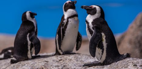 Pingüinos bajo presión