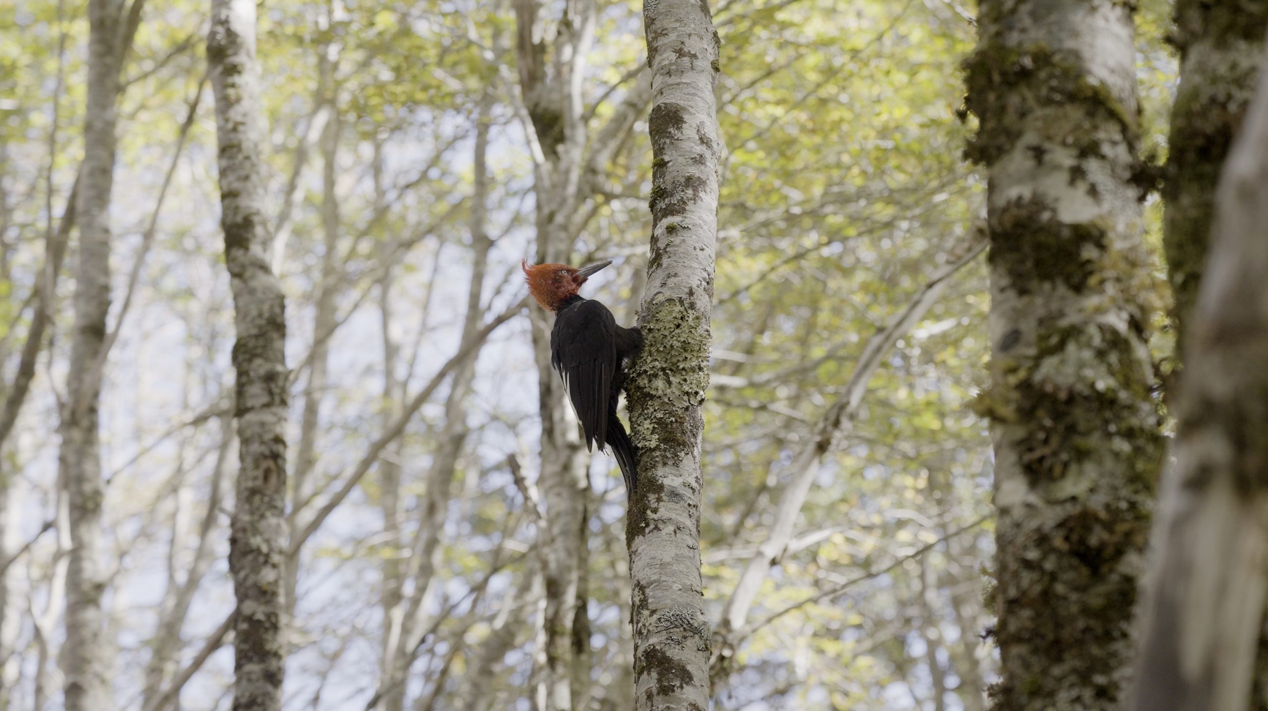 Documental “Un Árbol”