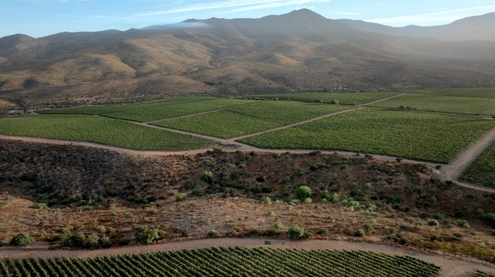 Nueva viña busca potenciar la producción de Chardonnay y Pinot Noir del Limarí