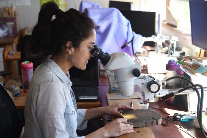 El sándalo extinto de Juan Fernández vuelve a “hablar”: muestras serán analizadas en la UACh