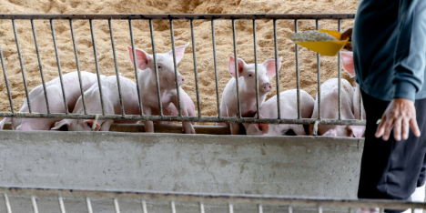 Movilización global cuestiona financiamiento a la ganadería industrial