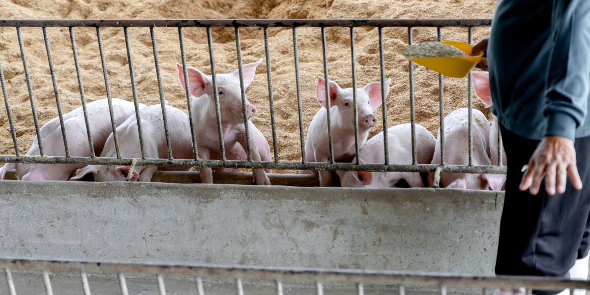 Movilización global cuestiona financiamiento a la ganadería industrial