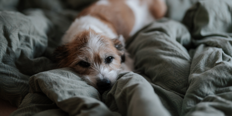 Virus en perros aumentan en otoño e invierno: cómo prevenir contagios